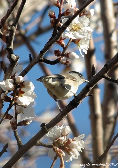 Capinera, Sylvia atricapilla. dieta nella stagione di mezzo.